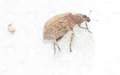 Hyperinae
