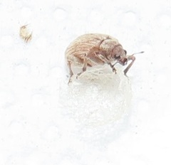 Hyperinae