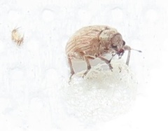 Hyperinae