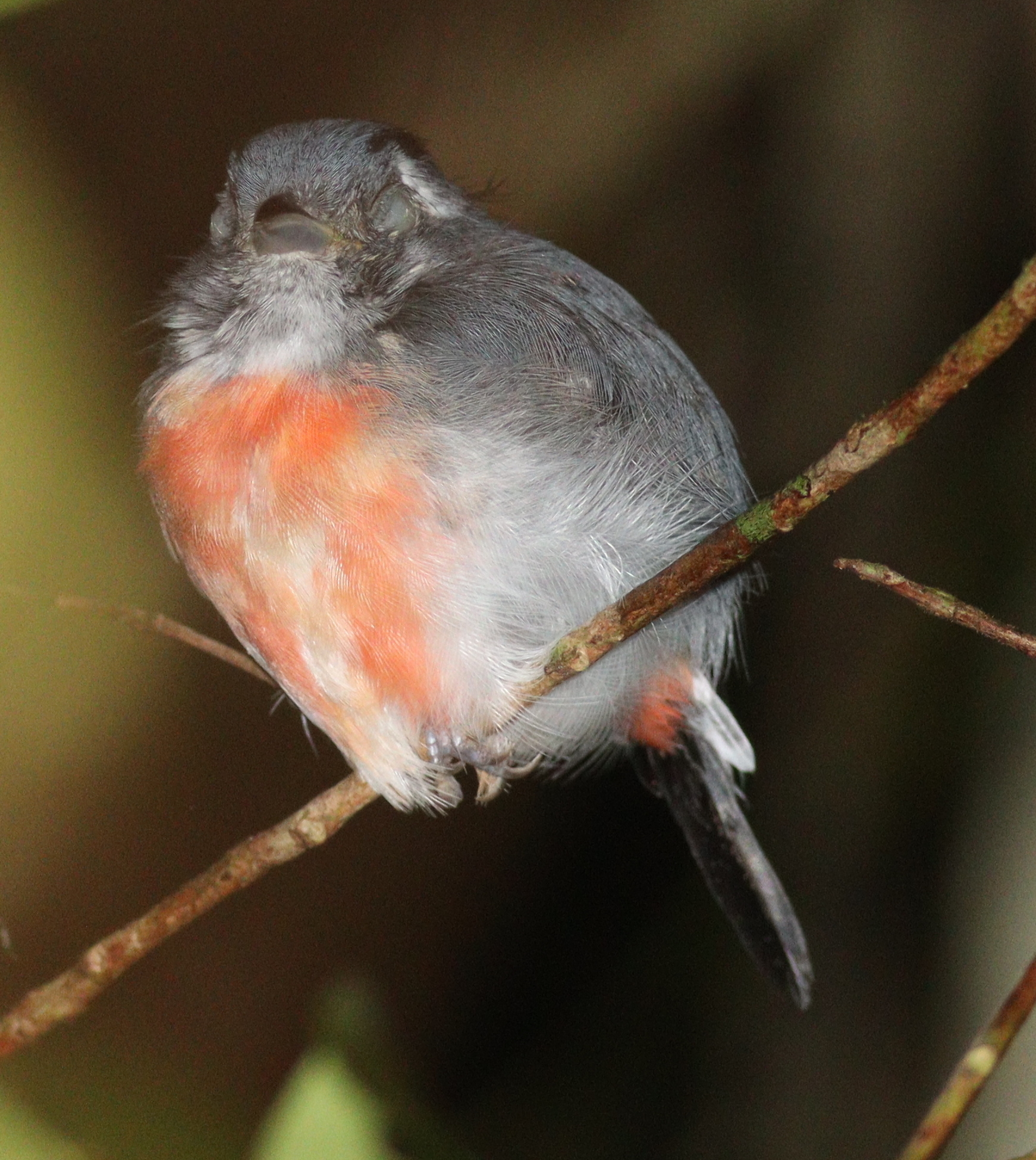 Grey-throated Chat (Granatellus sallaei), photo 6