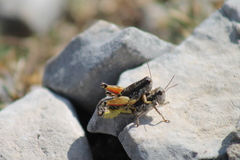 Podisma amedegnatoae