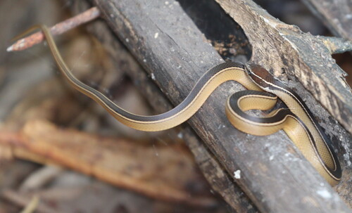Faded Black-striped Snake