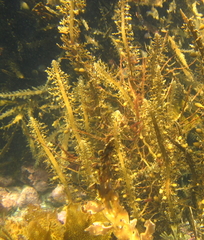 Carpophyllum plumosum