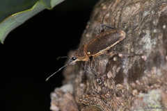 Brachyderes lusitanicus