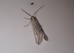 Evergestis desertalis