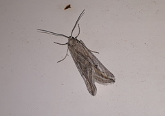 Evergestis desertalis