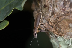 Brachyderes lusitanicus