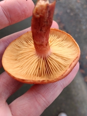 Gymnopilus