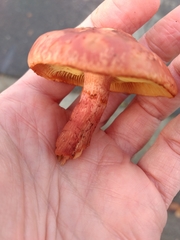 Gymnopilus