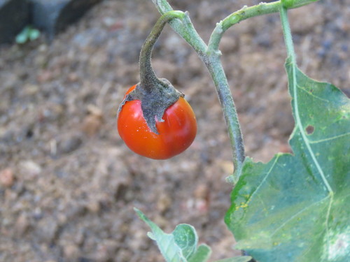 Image of Solanum aethiopicum by (c) Diogo Luiz, some rights reserved (CC BY)