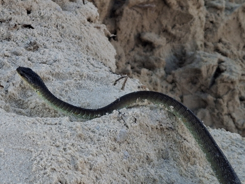 Common Tree Snake sighting