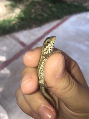 Leiocephalus personatus