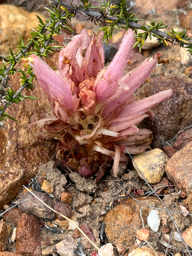 Red Catsnails (Hyobanche rubra)