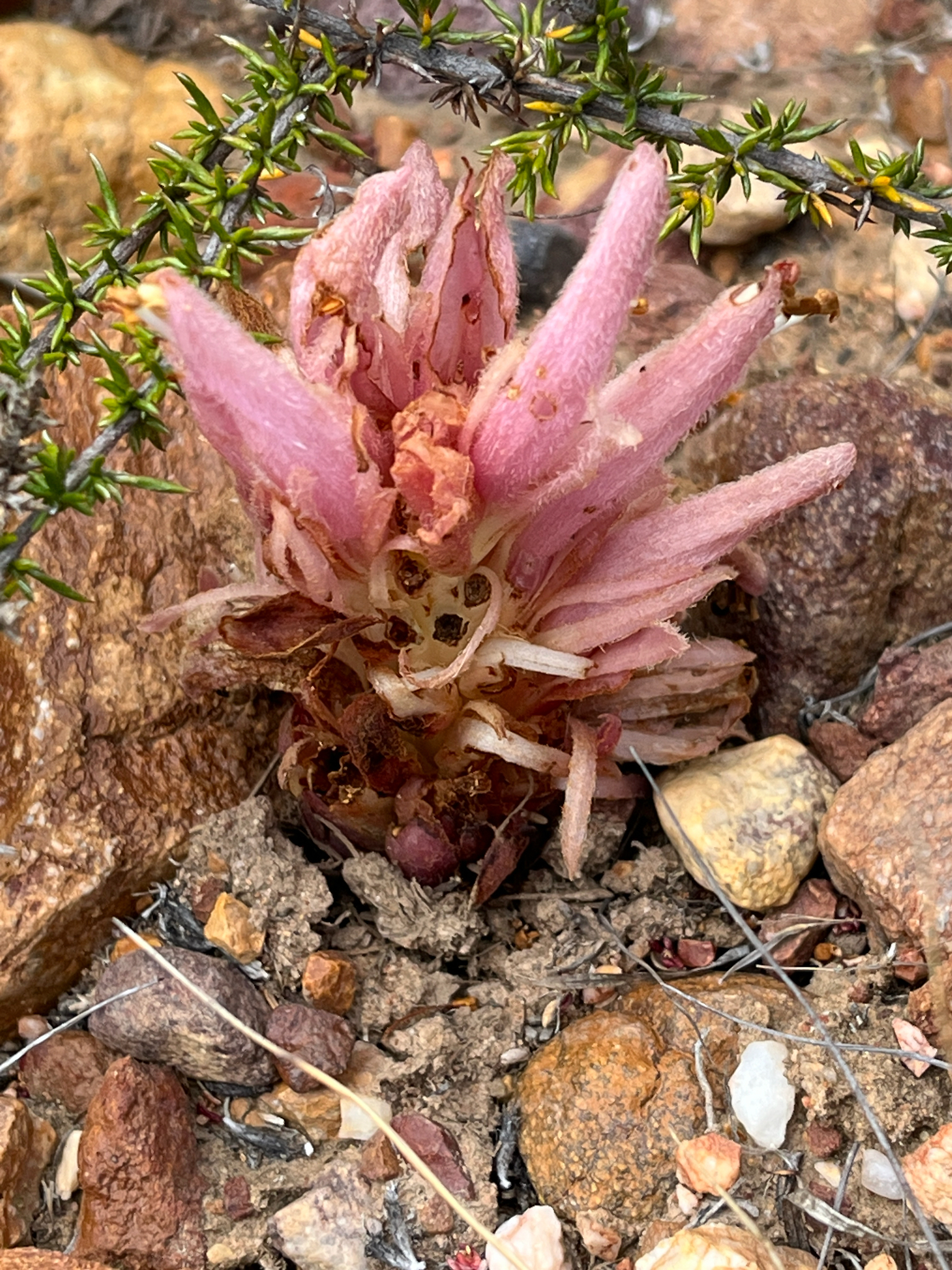 Red Catsnails (Hyobanche rubra)