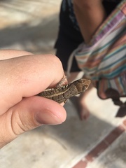 Leiocephalus personatus