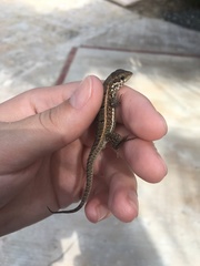 Leiocephalus personatus