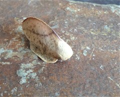 Psilopygida crispula