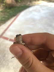 Leiocephalus personatus