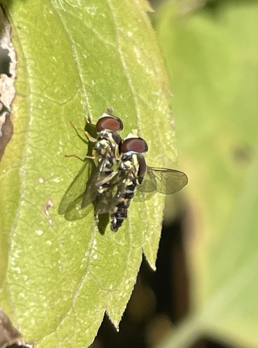 Unknown species found near Central Park, New York, NY, US