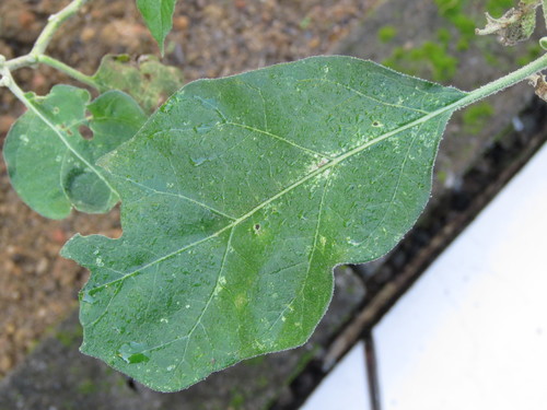 Solanum aethiopicum, photograph 3