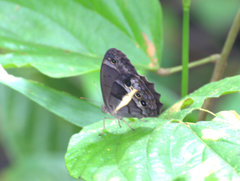 Posttaygetis penelea