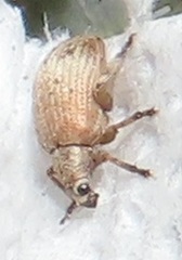 Hyperinae