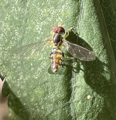 Unknown species found near Central Park, New York, NY, US