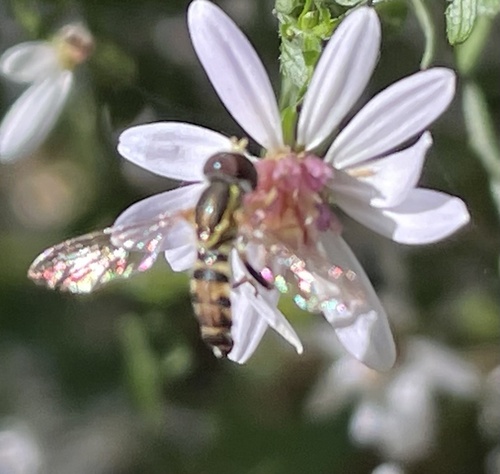 Unknown species found near Central Park, New York, NY, US
