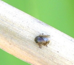 Clastoptera xanthocephala