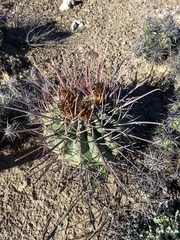 Ferocactus emoryi rectispinus