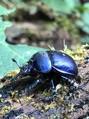 Enoplotrupes sharpi