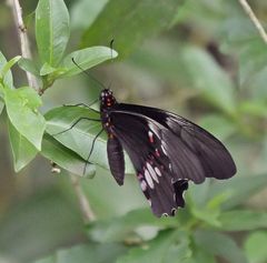 Heraclides anchisiades capys