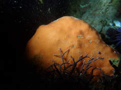 Dragmacidon mexicanum