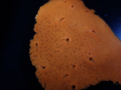 Dragmacidon mexicanum