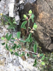 Euphorbia tricolor