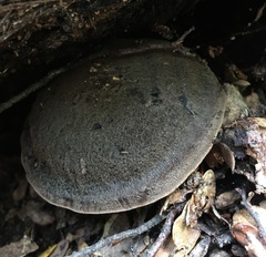 Pluteus microspermus