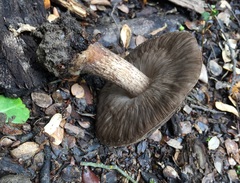 Pluteus microspermus
