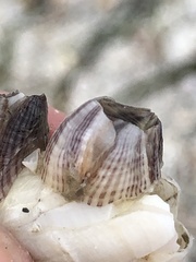 Amphibalanus reticulatus