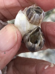 Amphibalanus reticulatus