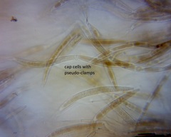 Pluteus microspermus