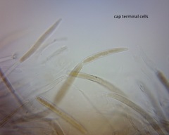 Pluteus microspermus