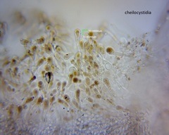 Pluteus microspermus