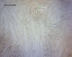 Pluteus microspermus