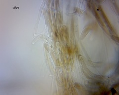 Pluteus microspermus