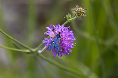 Zygaena lavandulae