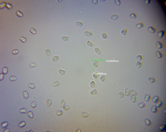 Pluteus microspermus