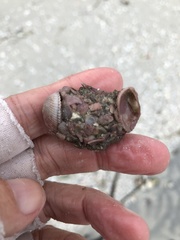 Molgula occidentalis