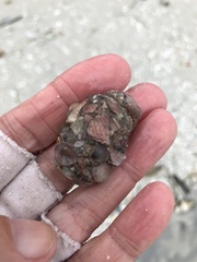 Molgula occidentalis