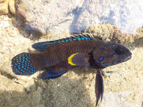 Bluegill longfin (Plesiops corallicola) — Plesiopidae — 2