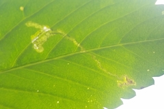 Insecta
